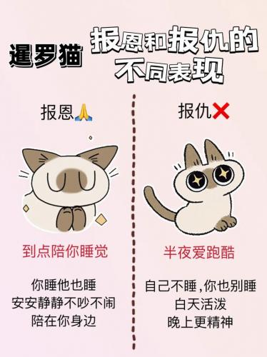 给猫玩的游戏有哪些-给猫玩的游戏有哪些名字-第5张图片 给猫玩的游戏有哪些-给猫玩的游戏有哪些名字-第5张图片