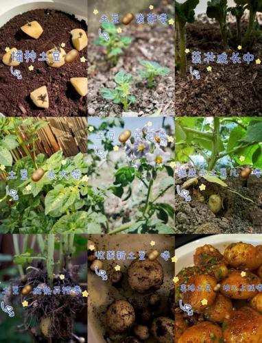 土豆的游戏有哪些-第9张图片 土豆的游戏有哪些-第9张图片