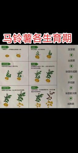 土豆的游戏有哪些-第10张图片 土豆的游戏有哪些-第10张图片