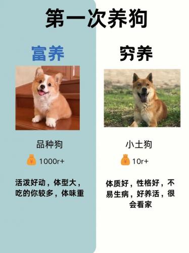 小狗的游戏可以挣好多钱,小狗的游戏怎么玩-第3张图片 小狗的游戏可以挣好多钱,小狗的游戏怎么玩-第3张图片