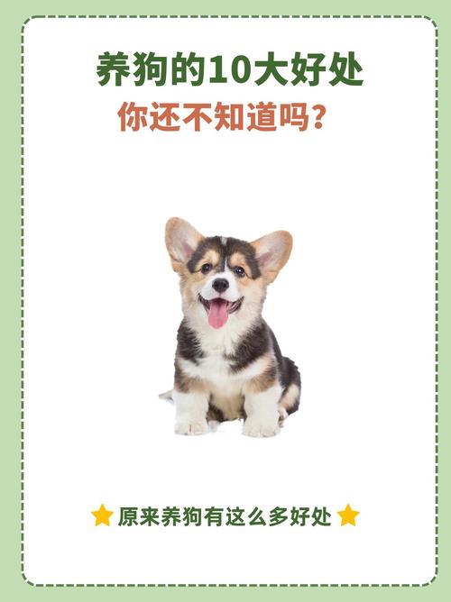 小狗的游戏可以挣好多钱,小狗的游戏怎么玩-第5张图片 小狗的游戏可以挣好多钱,小狗的游戏怎么玩-第5张图片